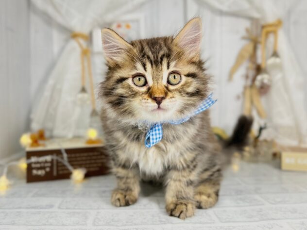 サイベリアン-ONECARAT