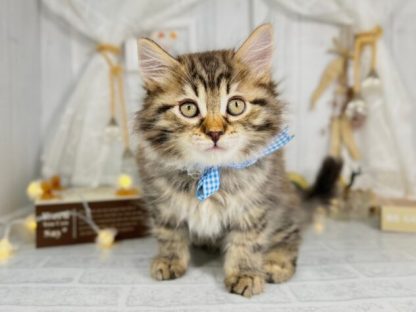 サイベリアン-ONECARAT