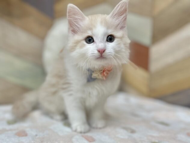 ノルウェージャンフォレストキャット-ONECARAT