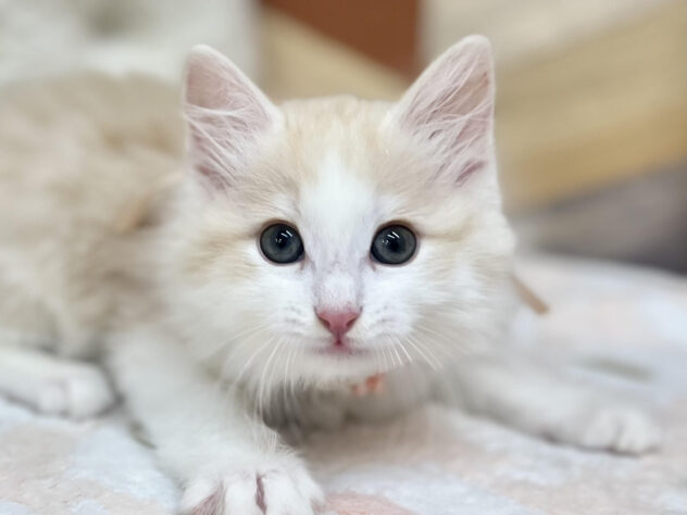 ノルウェージャンフォレストキャット-ONECARAT