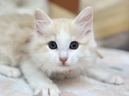 ノルウェージャンフォレストキャット-ONECARAT