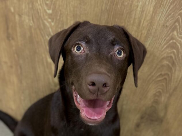 ラブラドール・レトリバー-ONECARAT