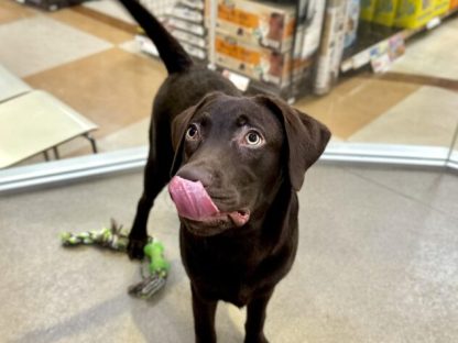 ラブラドール・レトリバー-ONECARAT