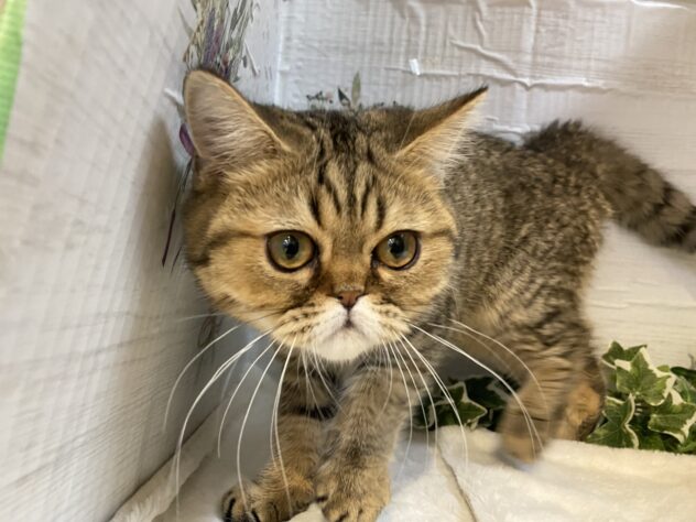 エキゾチック-ONECARAT