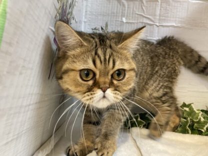 エキゾチック-ONECARAT