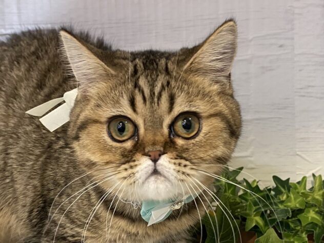 エキゾチック-ONECARAT