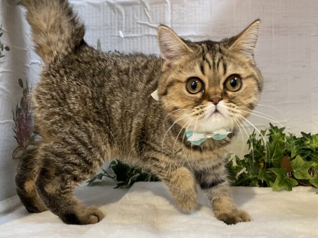 エキゾチック-ONECARAT