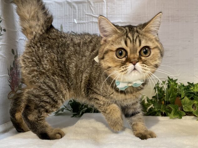 エキゾチック-ONECARAT