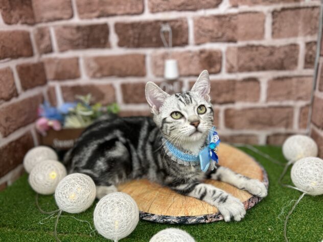 アメリカンショートヘアー-ONECARAT