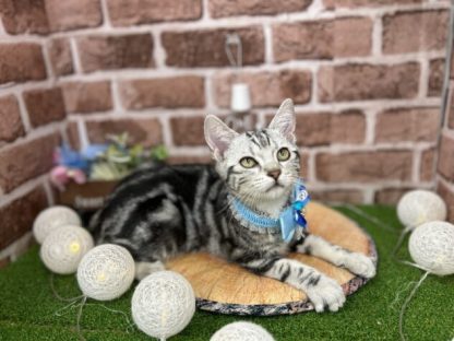 アメリカンショートヘアー-ONECARAT