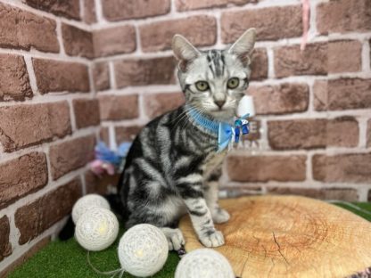 アメリカンショートヘアー-ONECARAT