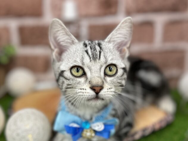 アメリカンショートヘアー-ONECARAT