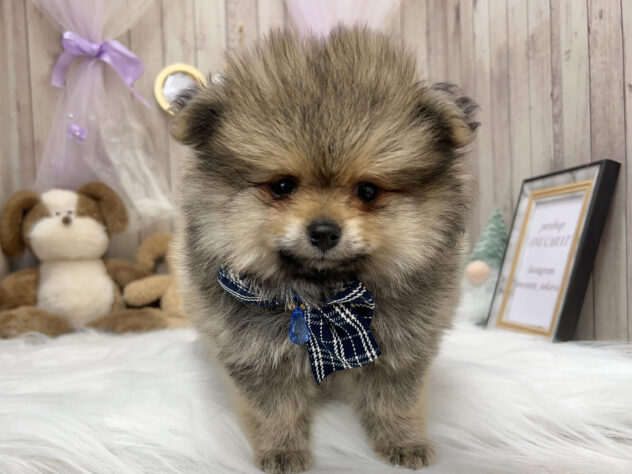 ポメラニアン-ONECARAT