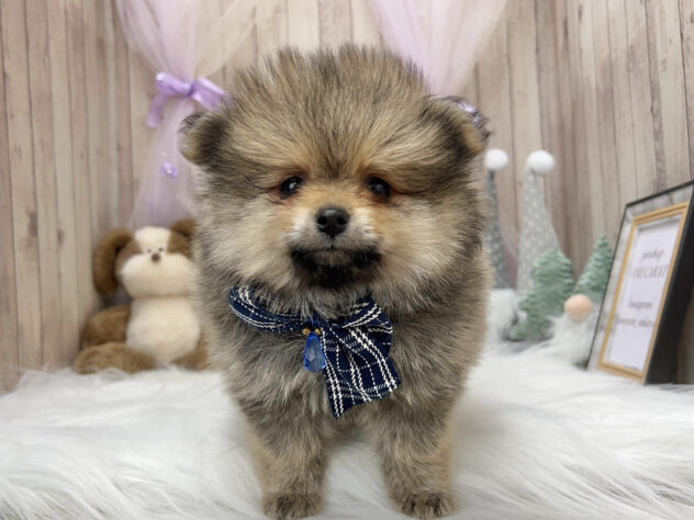 ポメラニアン-ONECARAT