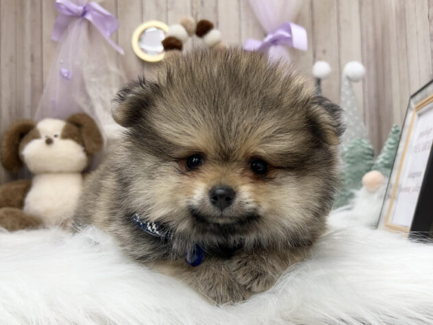 ポメラニアン-ONECARAT