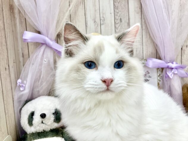 ラグドール-ONECARAT