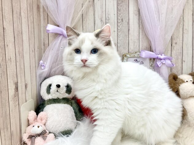 ラグドール-ONECARAT