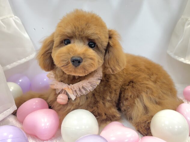 トイプードル-ONECARAT