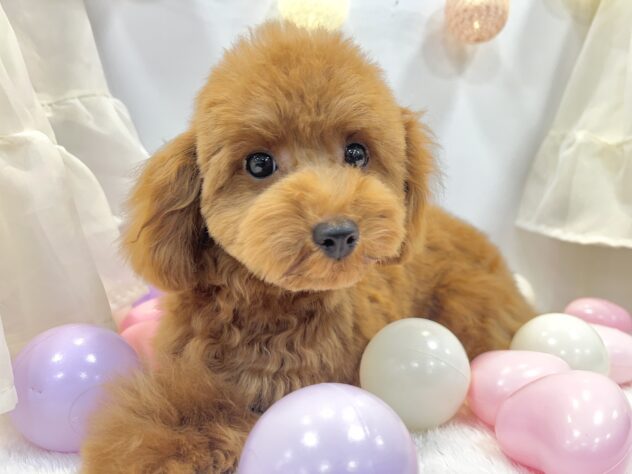 トイプードル-ONECARAT