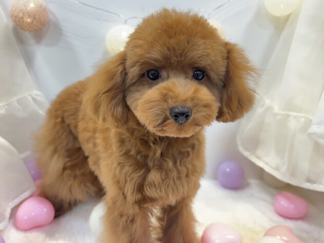 トイプードル-ONECARAT