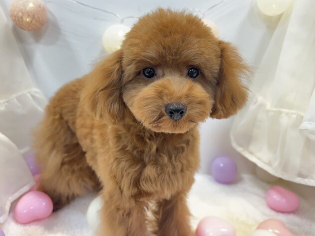 トイプードル-ONECARAT