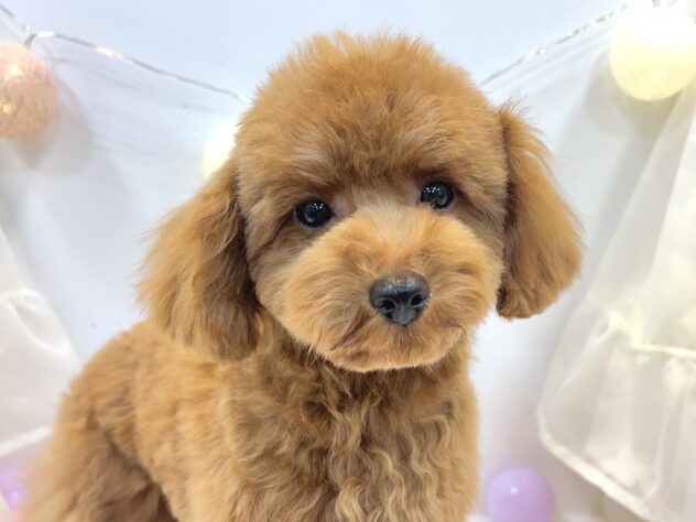 トイプードル-ONECARAT