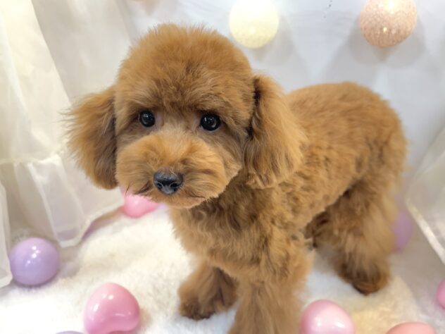 トイプードル-ONECARAT