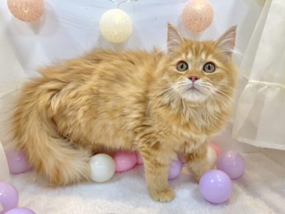 サイベリアン-ONECARAT