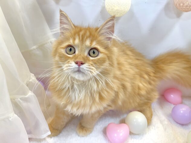 サイベリアン-ONECARAT