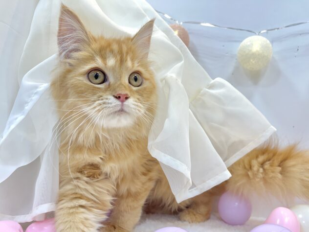 サイベリアン-ONECARAT