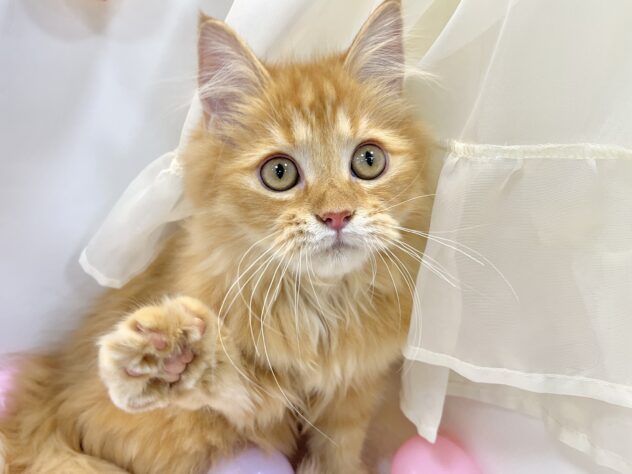 サイベリアン-ONECARAT