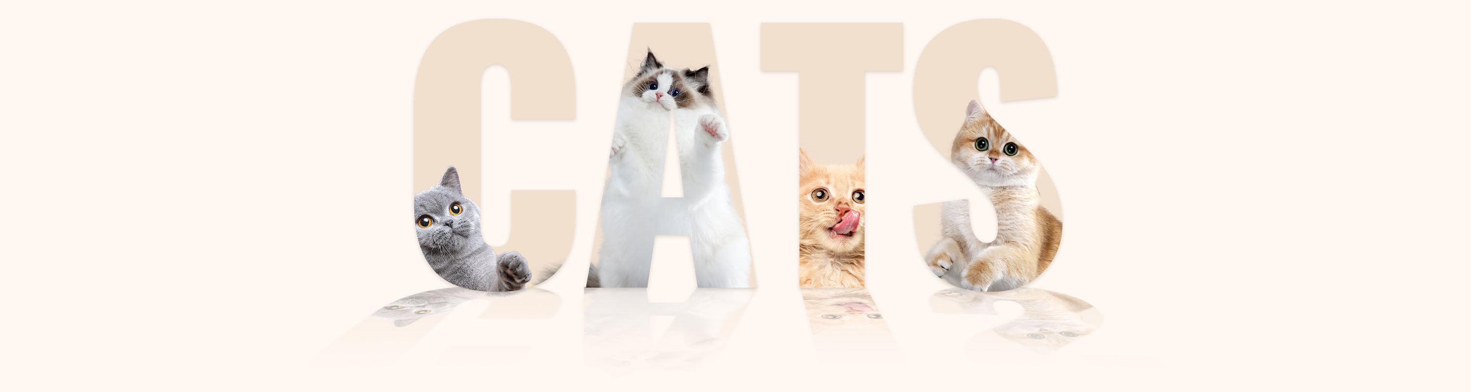 Cats