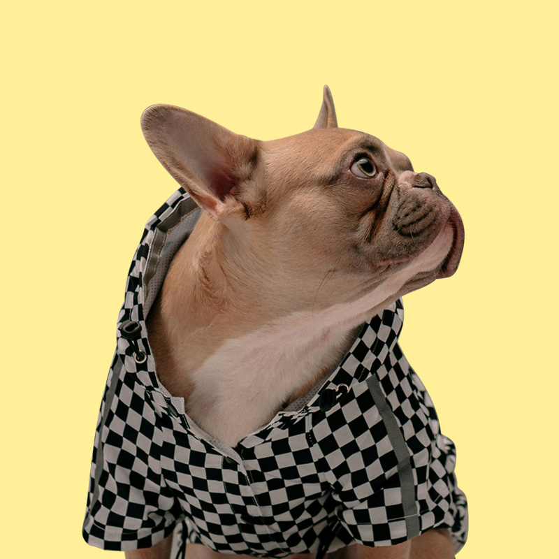 Dogs