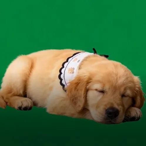 Casa Holográfica 3d Para Mascotas, Expositor Conmemorativo Personalizado Para Mascotas, Imagen Holográfica Nítida - 