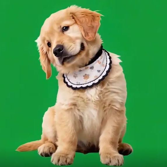 Casa Holográfica 3d Para Mascotas, Expositor Conmemorativo Personalizado Para Mascotas, Imagen Holográfica Nítida - 