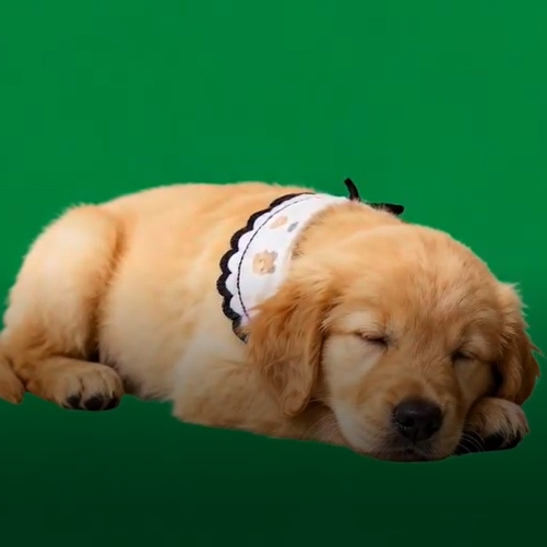 Maison Numérique Holographique Pour Animaux De Compagnie | Ornements Commémoratifs Pour Animaux De Compagnie | Image En Matériau Holographique Haute Transmittance Pour Créer Soi-même Sa Maison Holographique Pour Animaux De Compagnie - 