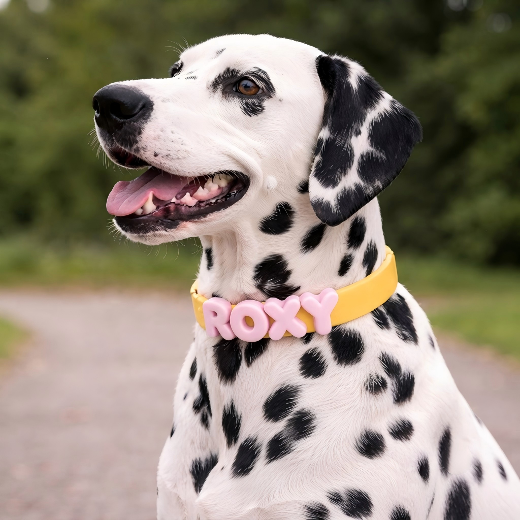 Personalized Waterproof Silicone Pet Collar Replaceable Letter Charms Pet Collar & Leash Set Easy to Clean Outdoor Pet Supplies - MyJigsawPuzzleAu