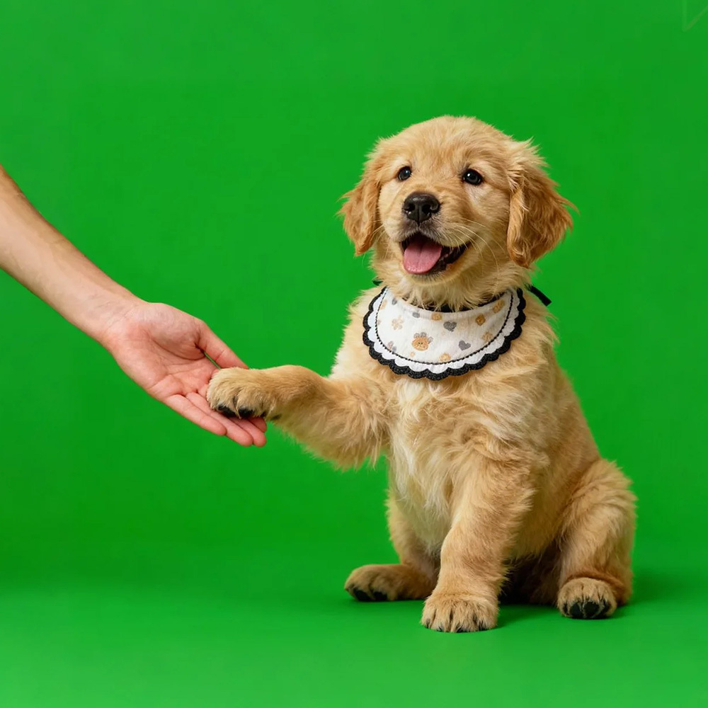 Holographic Digital Sensory Video of Pet (Digital File via Email · 10s/Scene) - MyJigsawPuzzleAu