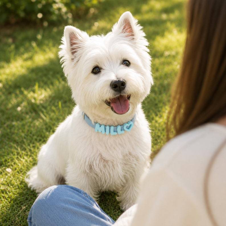 Personalized Waterproof Silicone Pet Collar Replaceable Letter Charms Pet Collar & Leash Set Easy to Clean Outdoor Pet Supplies - MyJigsawPuzzleAu