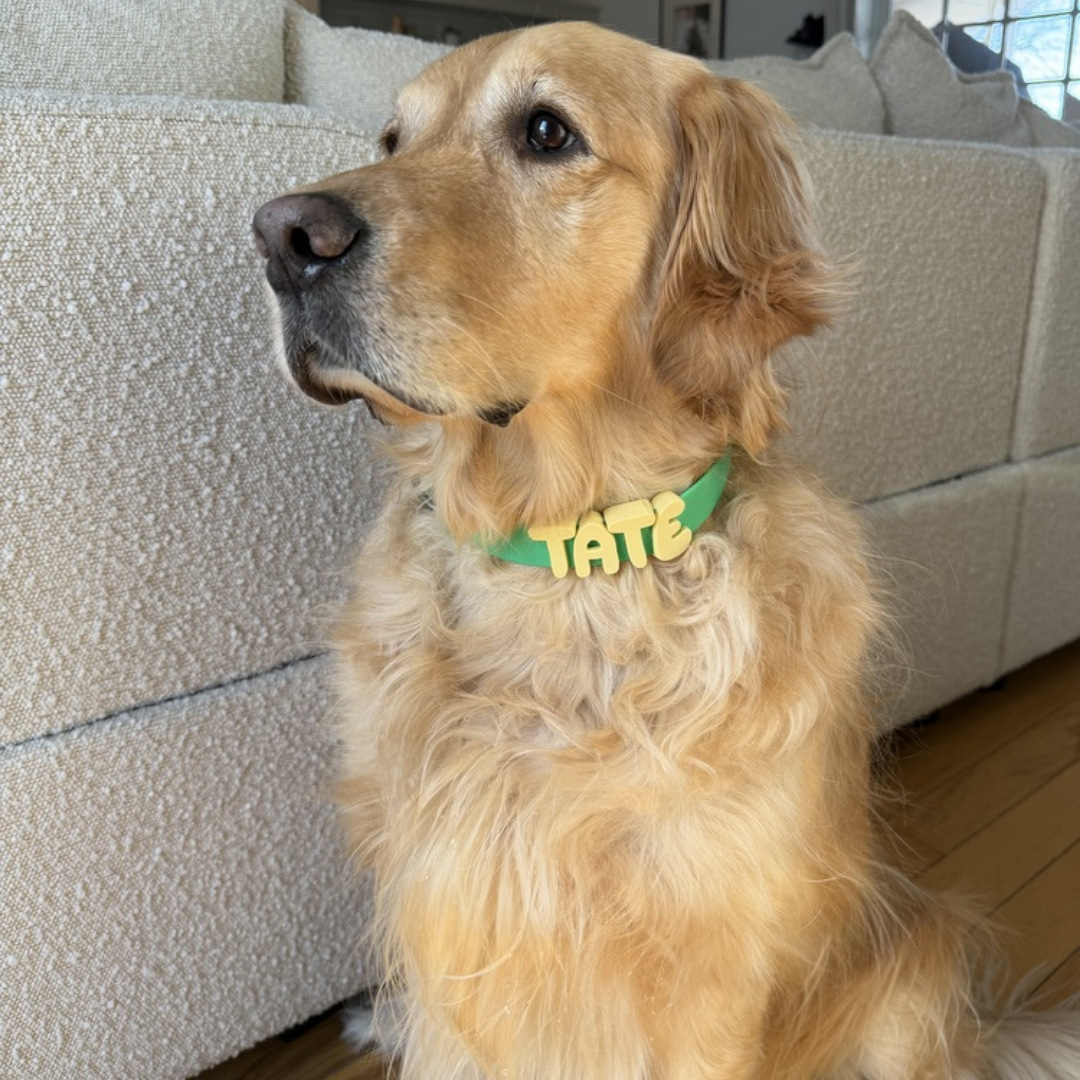 Personalized Waterproof Silicone Pet Collar Replaceable Letter Charms Pet Collar & Leash Set Easy to Clean Outdoor Pet Supplies - MyJigsawPuzzleAu