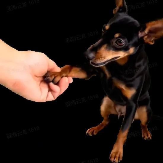 3D Pet Holographic House Custom Pet Memorial Display Crystal-Clear Holographic Image - makephotopuzzleuk