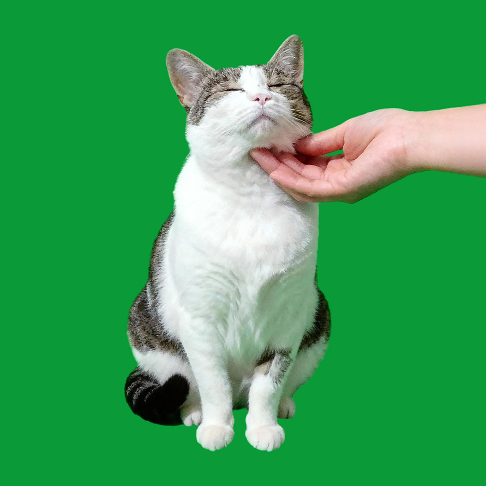 Petting Scenes - Cats