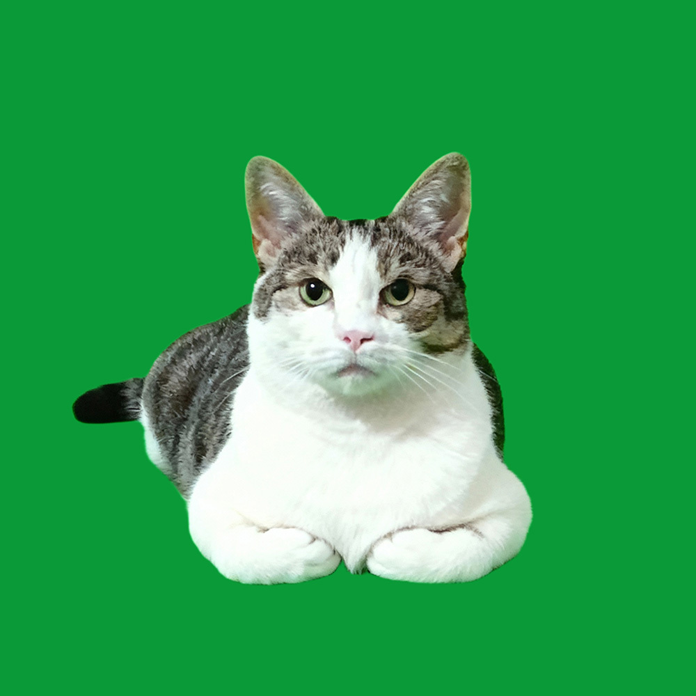 Loafing Scenes - Cats