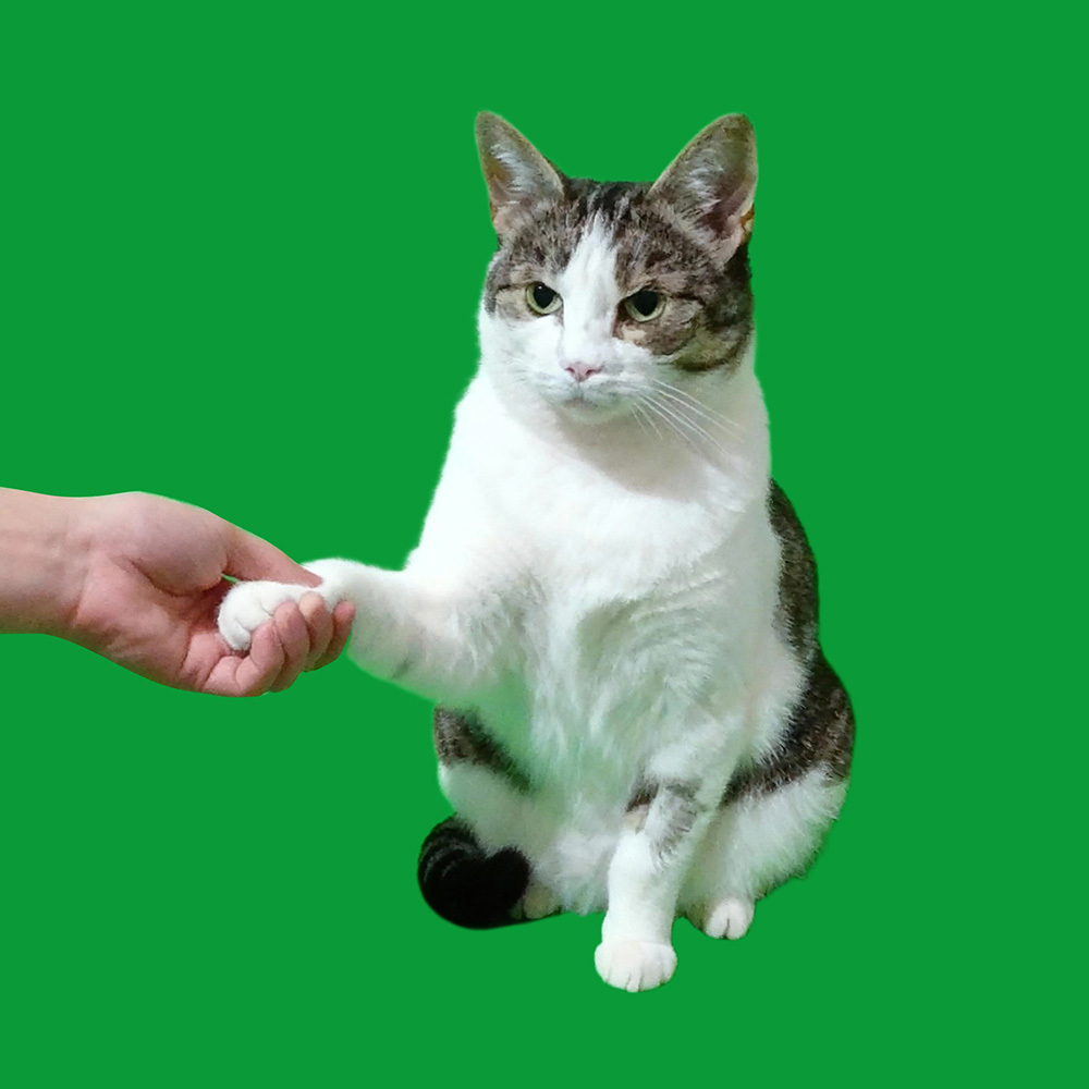 Shaking Hands Scenes - Cats