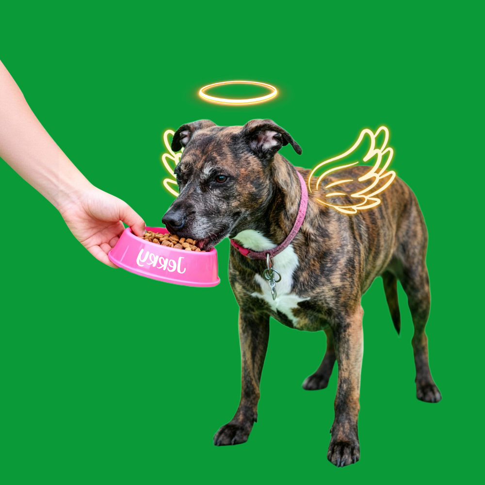 Halo Wings Feeding Sences(40s/60s included) - 