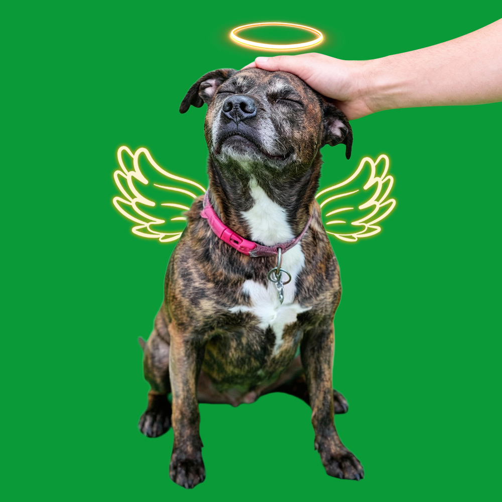 Halo Wings Petting Sences(40s/60s included) - 