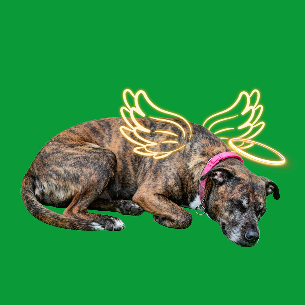 Halo Wings Sleeping Sences(60s included) - 