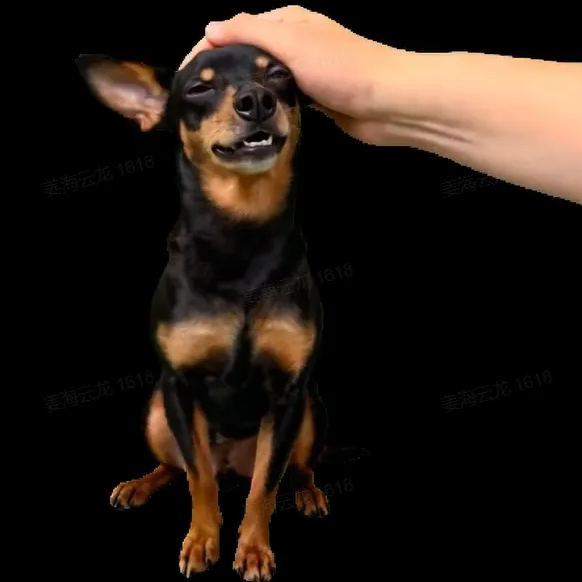 3D Pet Holographic House Custom Pet Memorial Display Crystal-Clear Holographic Image - 