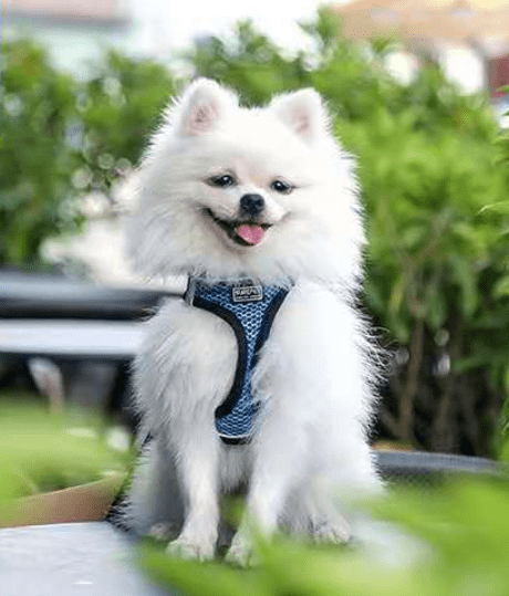 Pet Leash Dog Chest Harness Reflective Comfort Vest Dog Walking Leash