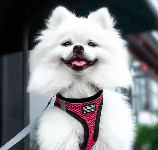 Pet Leash Dog Chest Harness Reflective Comfort Vest Dog Walking Leash